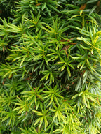 Taxus Rechtopgaand goud (Taxus baccata ‘Semperaurea’)