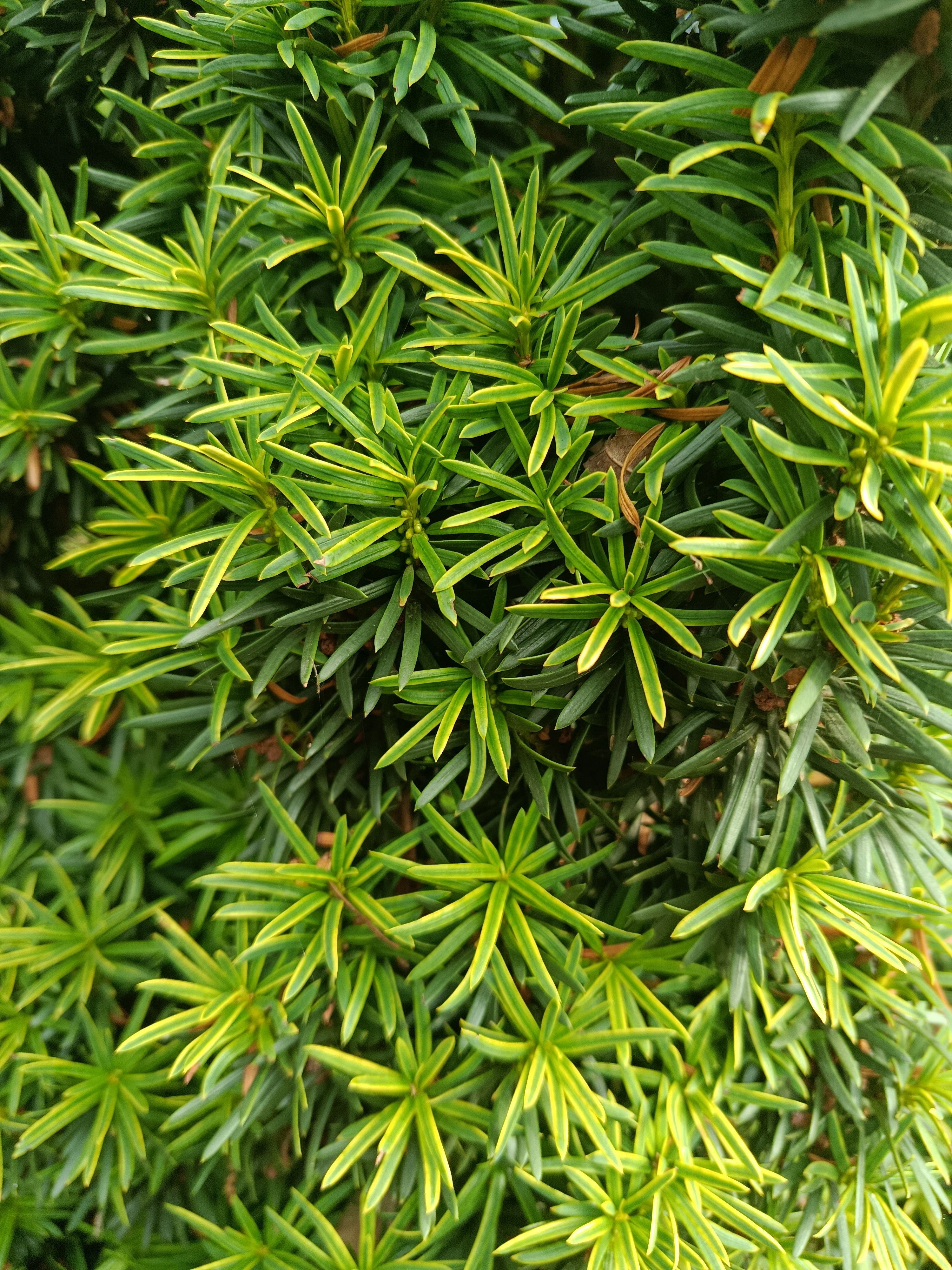 Taxus Rechtopgaand goud (Taxus baccata ‘Semperaurea’)