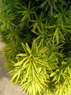 Taxus Rechtopgaand goud (Taxus baccata ‘Semperaurea’)