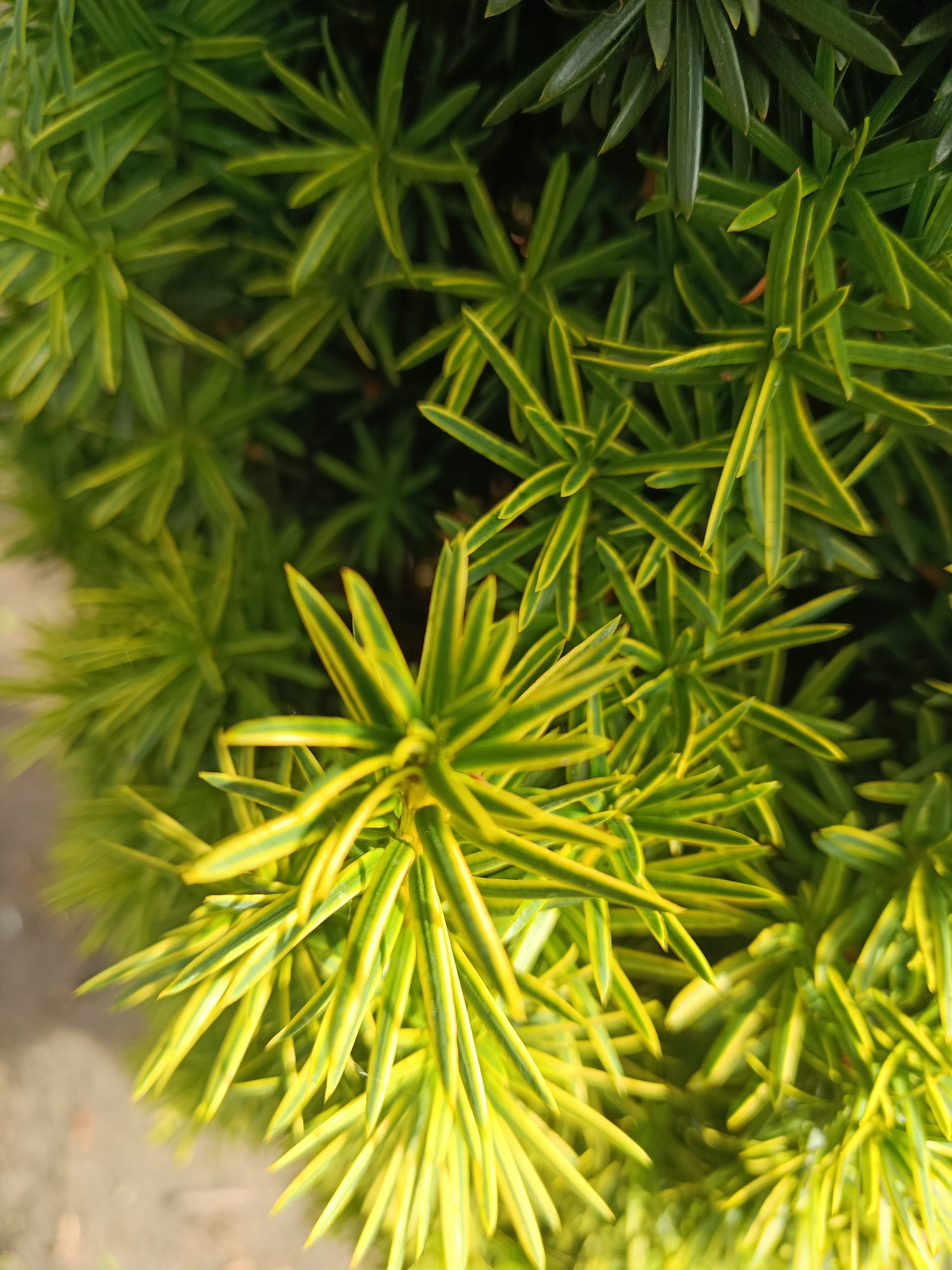 Taxus Rechtopgaand goud (Taxus baccata ‘Semperaurea’)