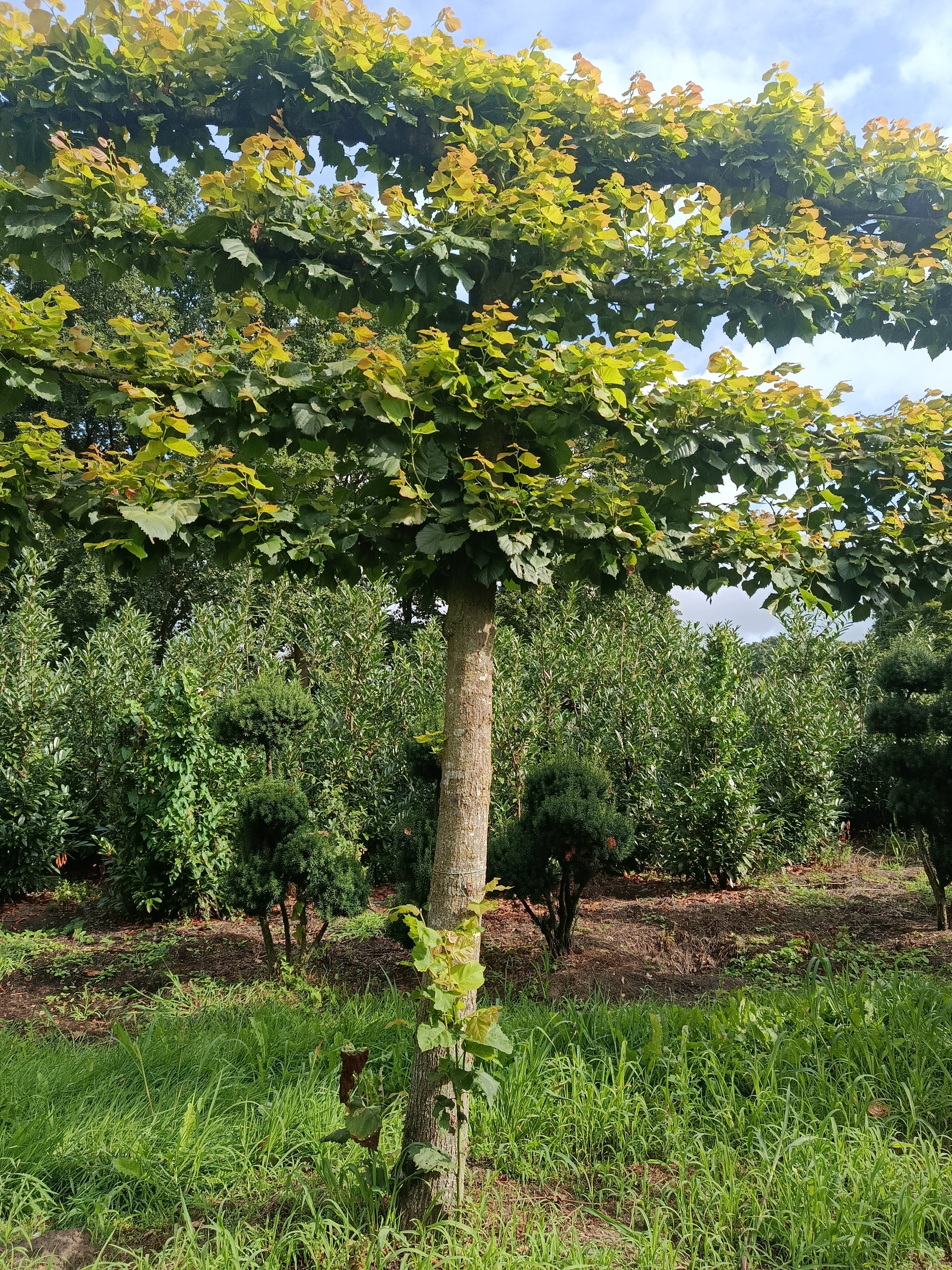Leilinde (Tilia × europaea)