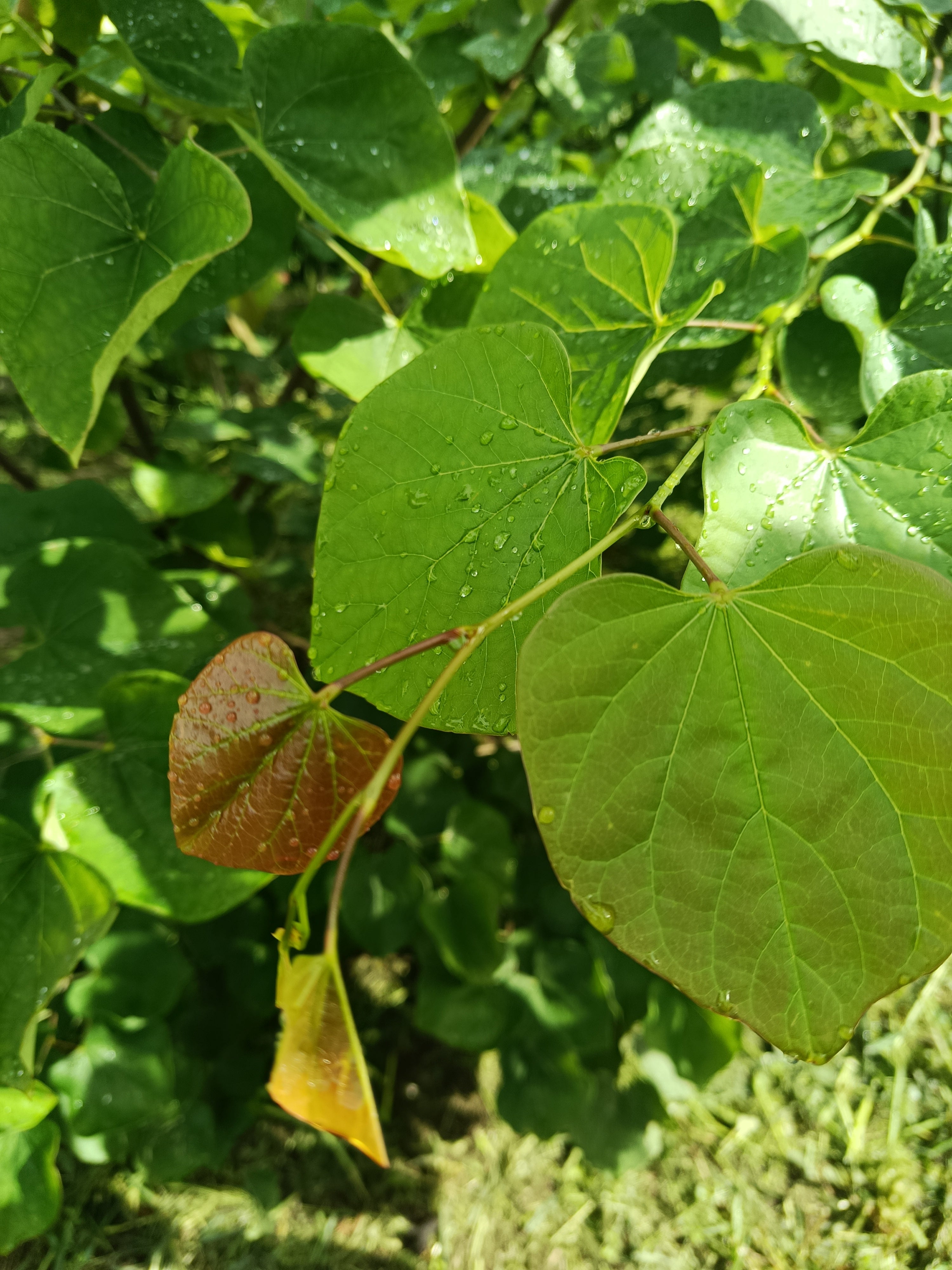 Judasboom (Cercis siliquastrum) struikvorm