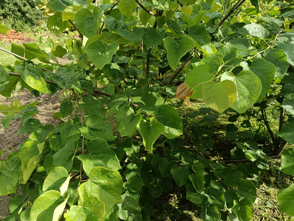 Judasboom (Cercis siliquastrum) struikvorm