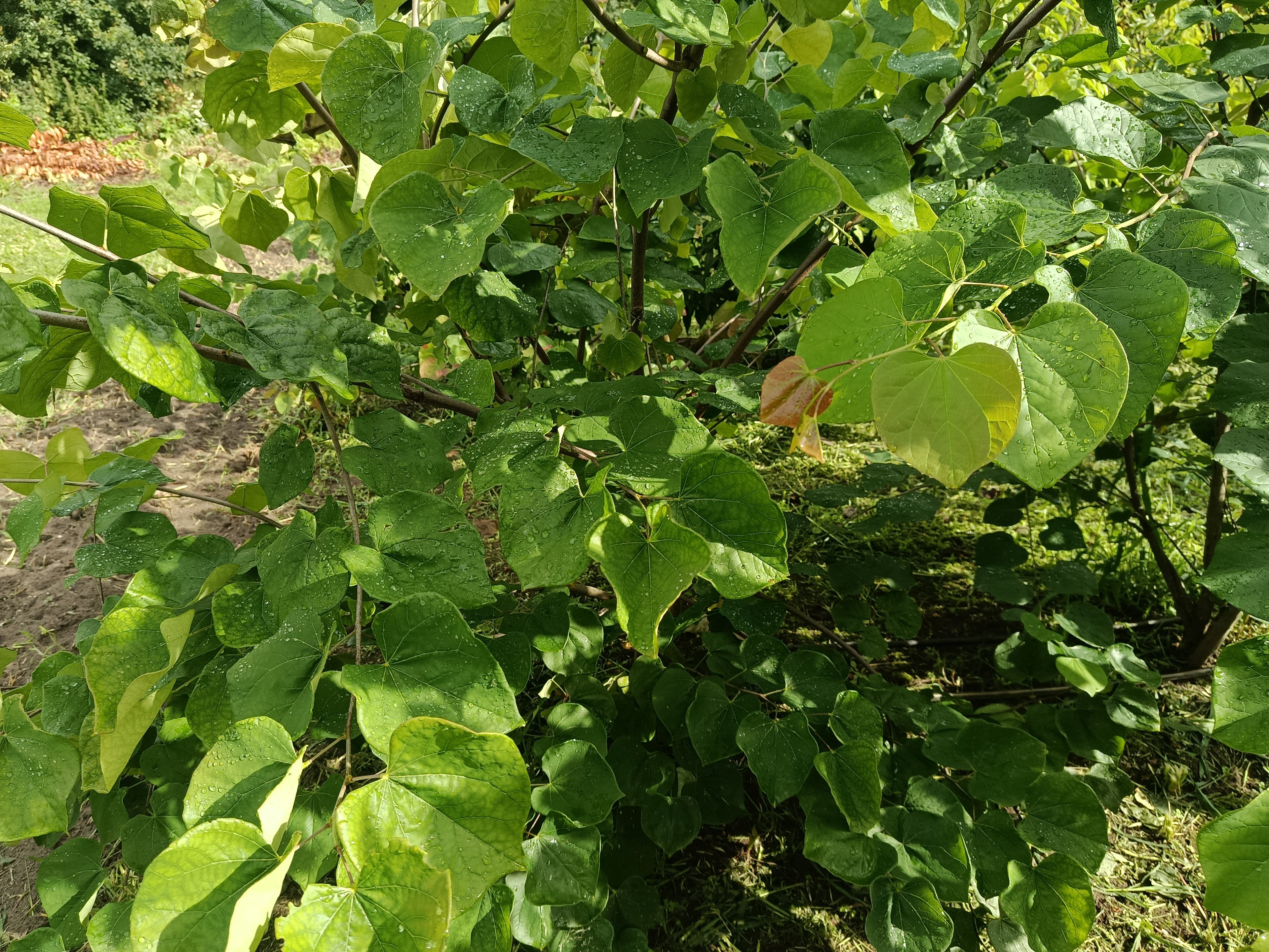 Judasboom (Cercis siliquastrum) struikvorm