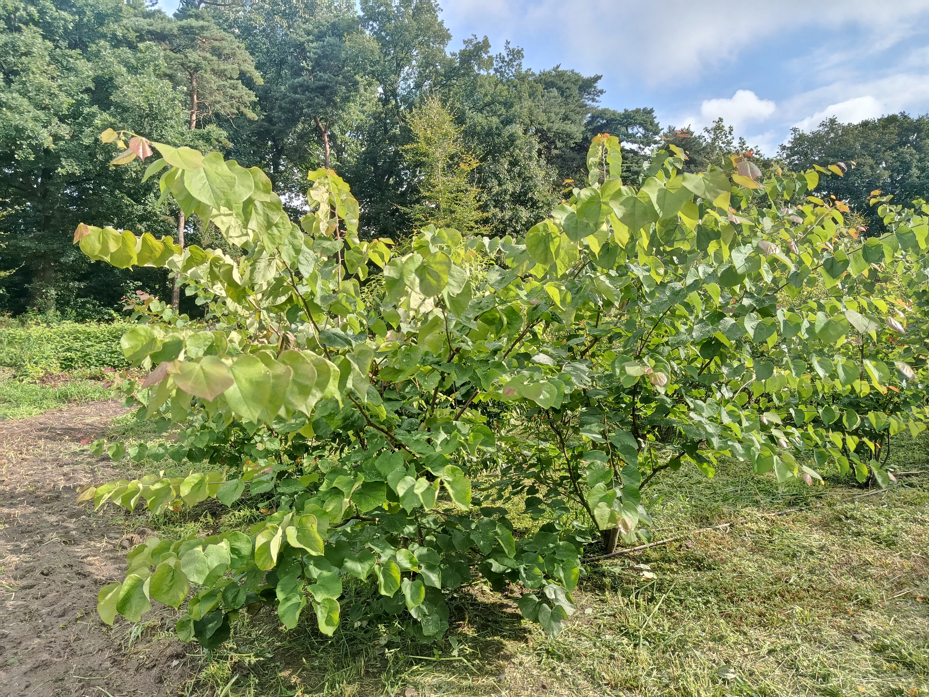 Judasboom (Cercis siliquastrum) struikvorm