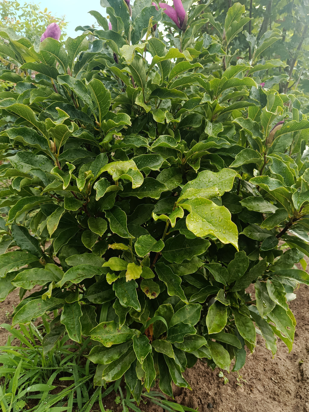 Tulpenboom (Magnolia stellata Royal Star)