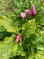 Tulpenboom (Magnolia stellata Royal Star)