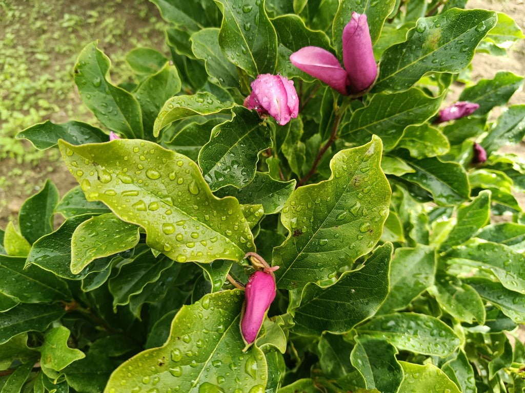 Tulpenboom (Magnolia stellata Royal Star)