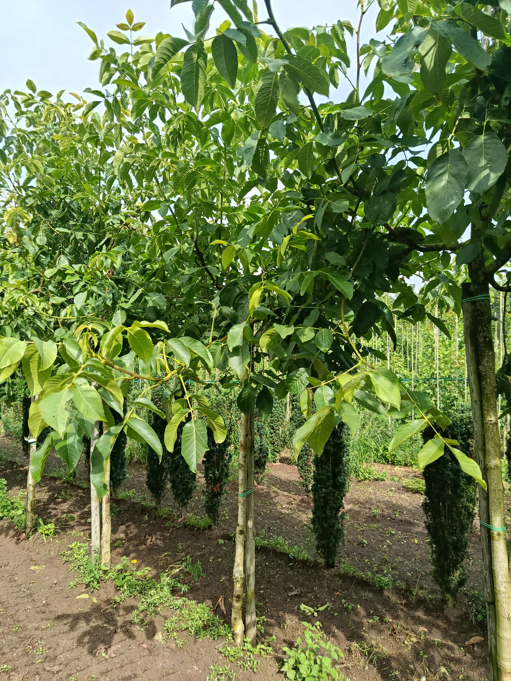 Wilde walnoot (Juglas nigra) hoogstam