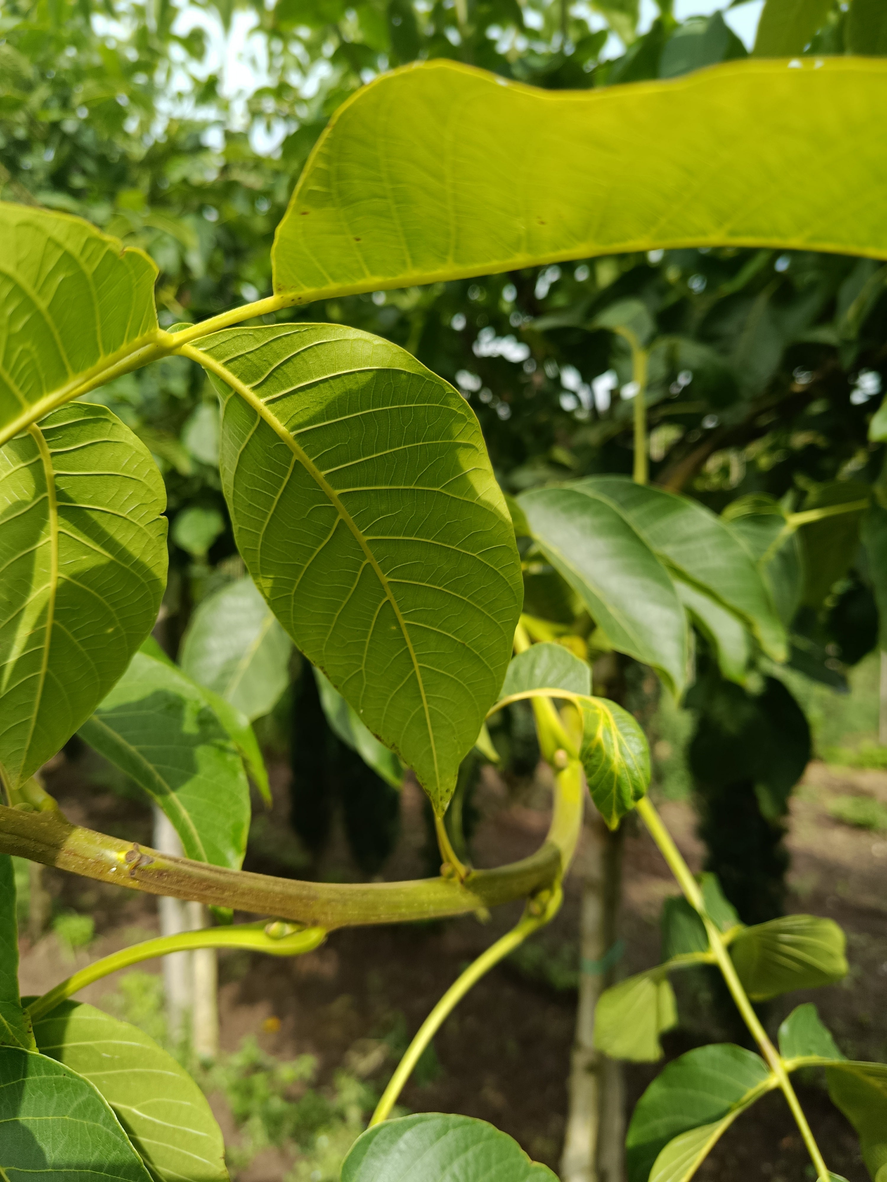 Wilde walnoot (Juglas nigra) hoogstam