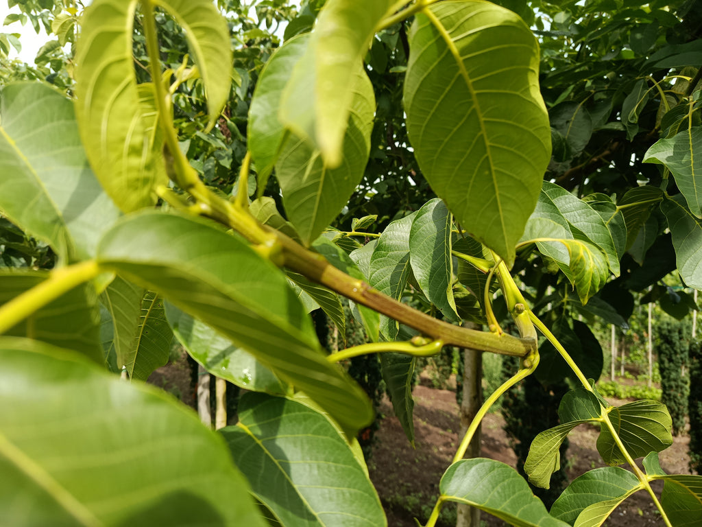 Wilde walnoot (Juglas nigra) hoogstam