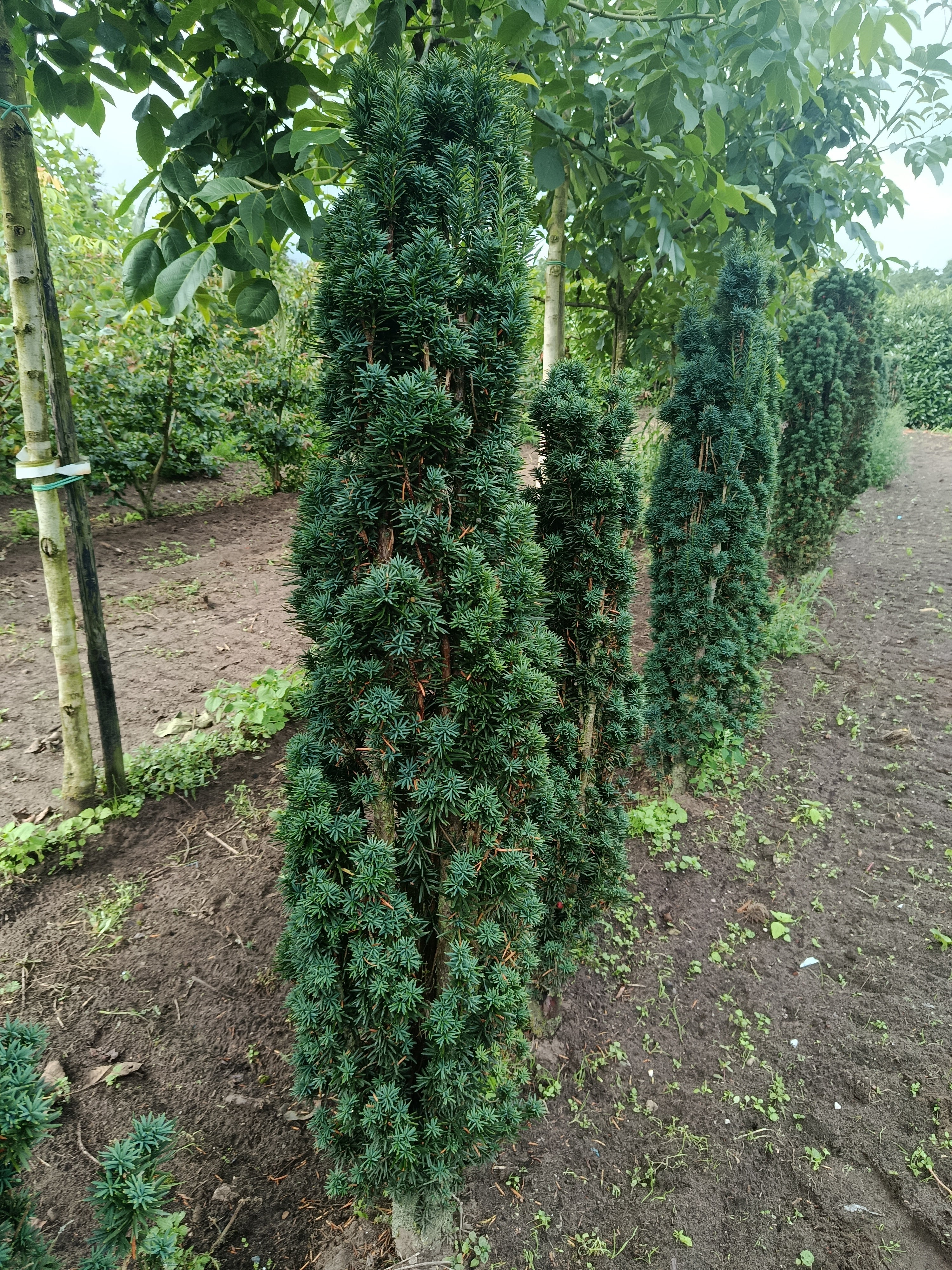 Taxus Rechtopgaand groen (Taxus baccata ‘Fastigiata)