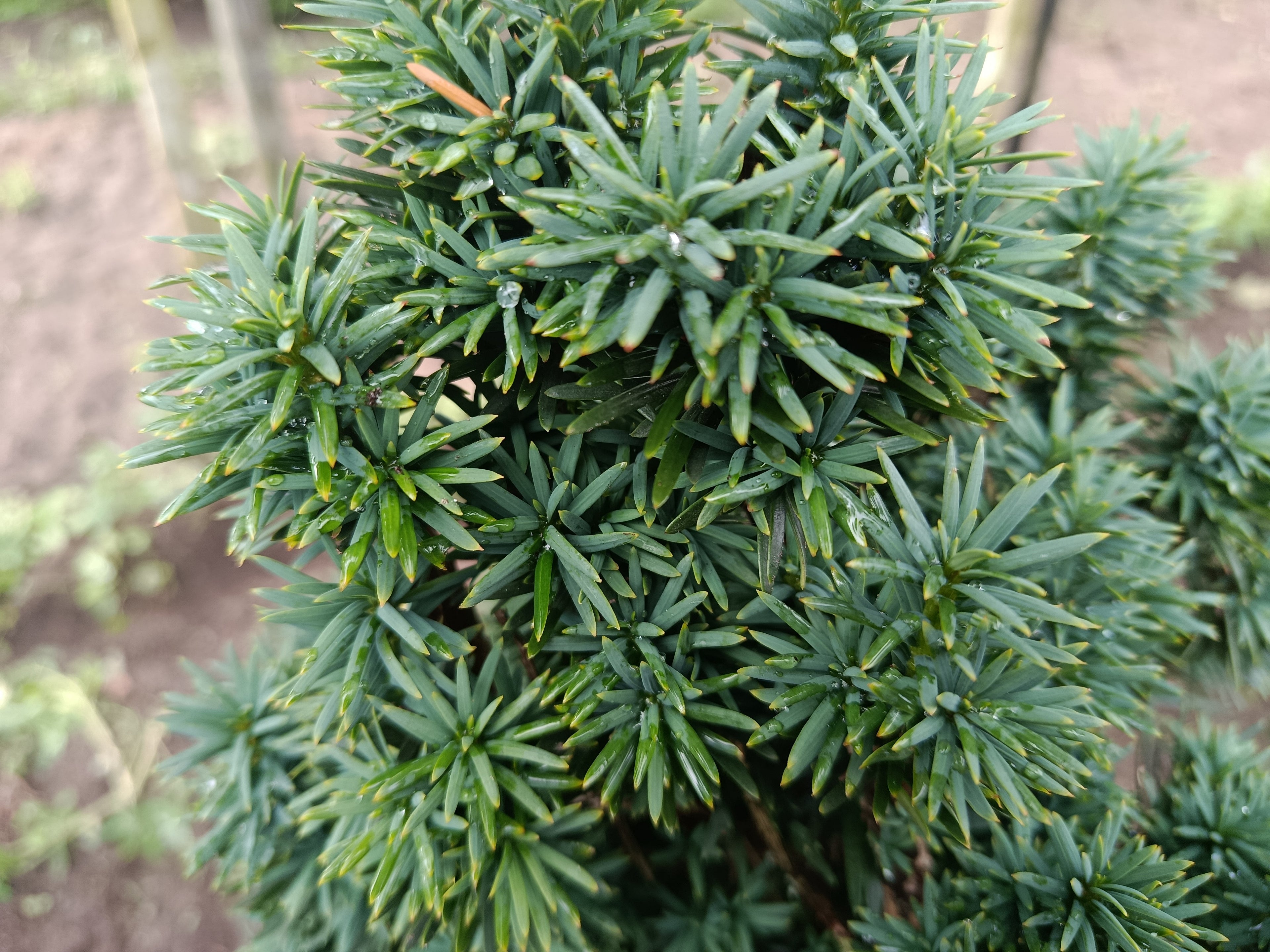 Taxus Rechtopgaand groen (Taxus baccata ‘Fastigiata)