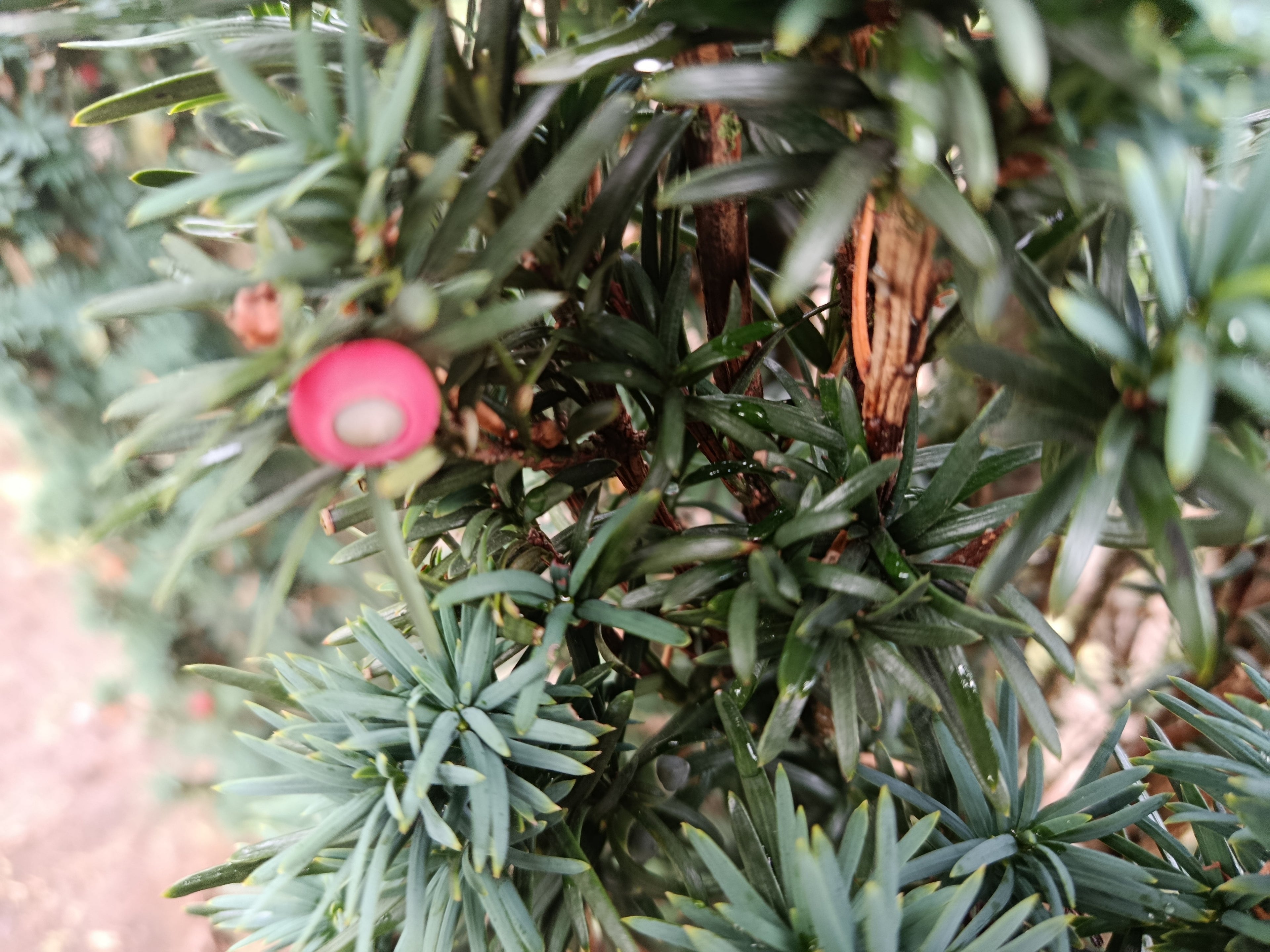 Taxus Rechtopgaand groen (Taxus baccata ‘Fastigiata)