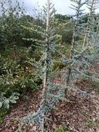 Libanese Ceder "Cedrus libani Glauca' blauwe naalden