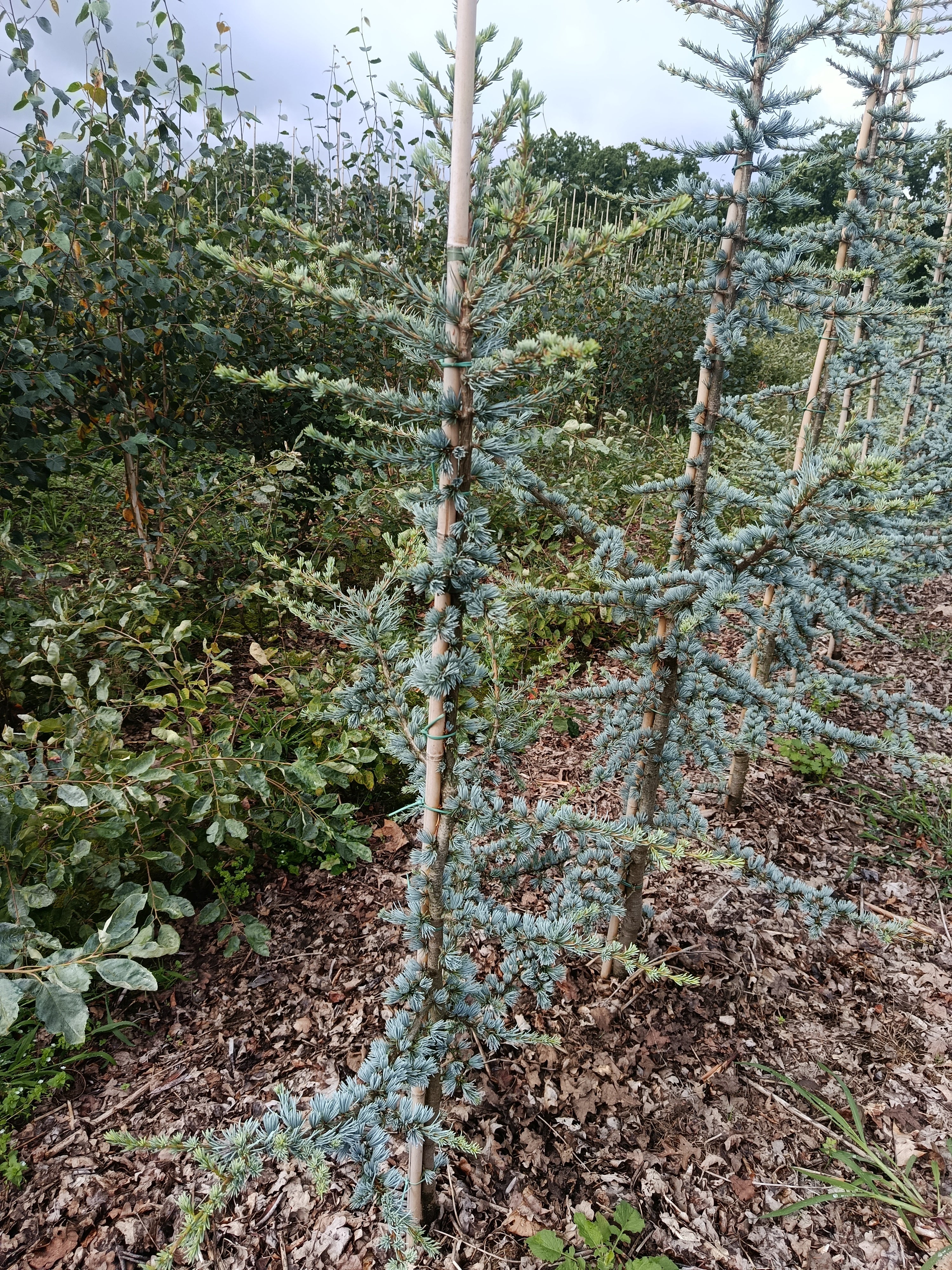 Libanese Ceder "Cedrus libani Glauca' blauwe naalden