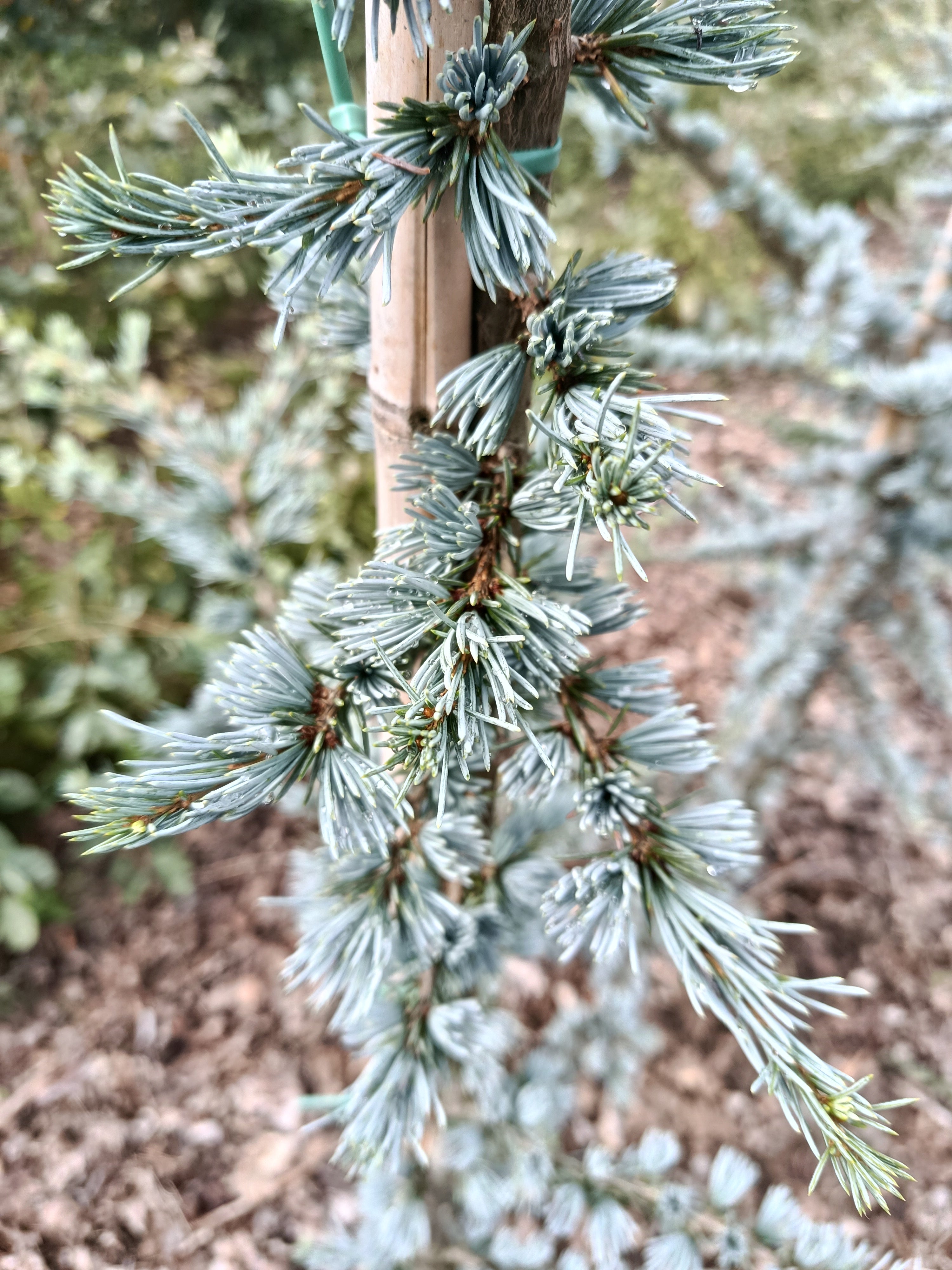 Libanese Ceder "Cedrus libani Glauca' blauwe naalden