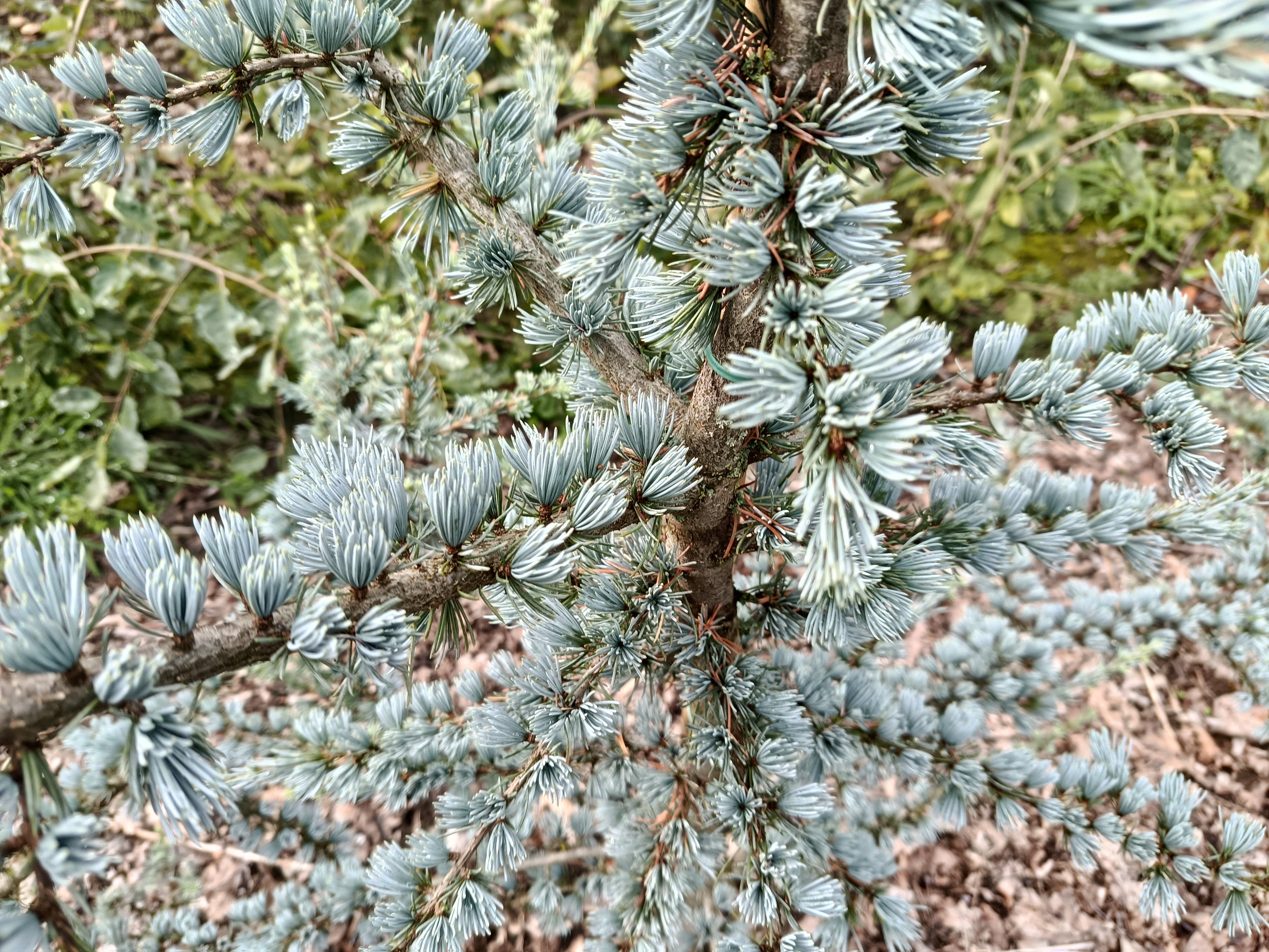 Libanese Ceder "Cedrus libani Glauca' blauwe naalden