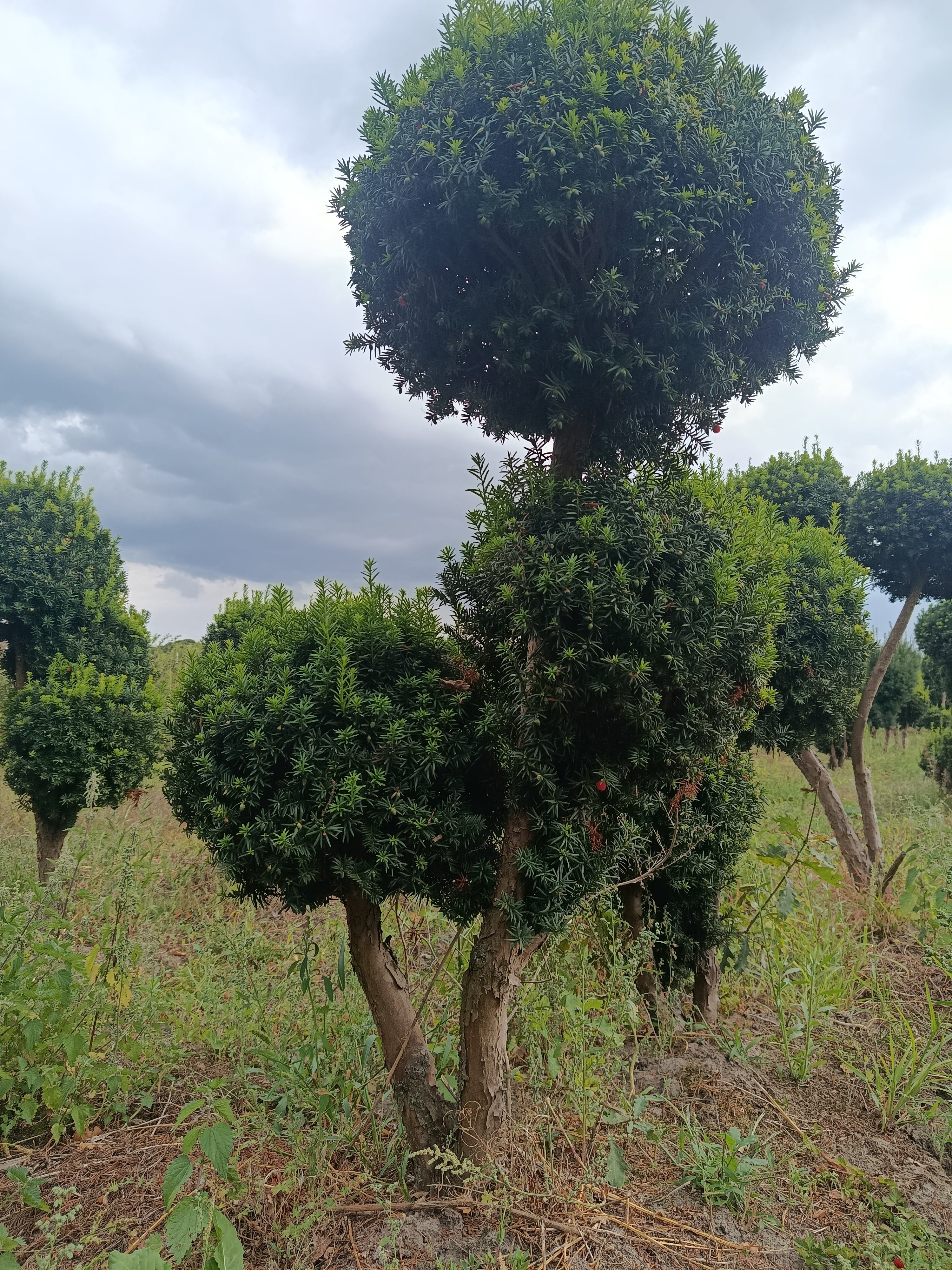 Taxus × media ‘Hicksii’ multibollen