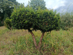 Taxus × media ‘Hicksii’ multibollen
