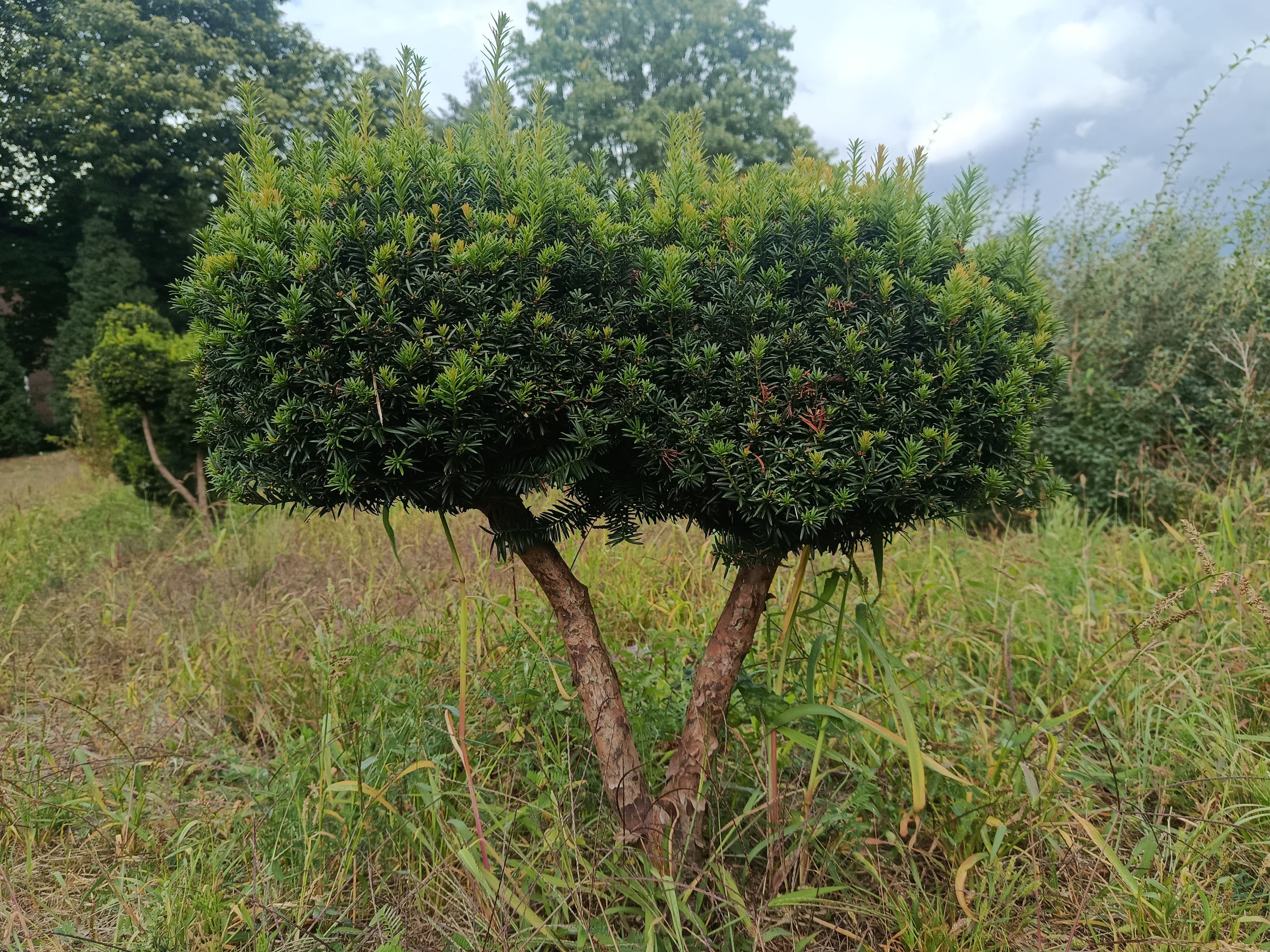 Taxus × media ‘Hicksii’ multibollen