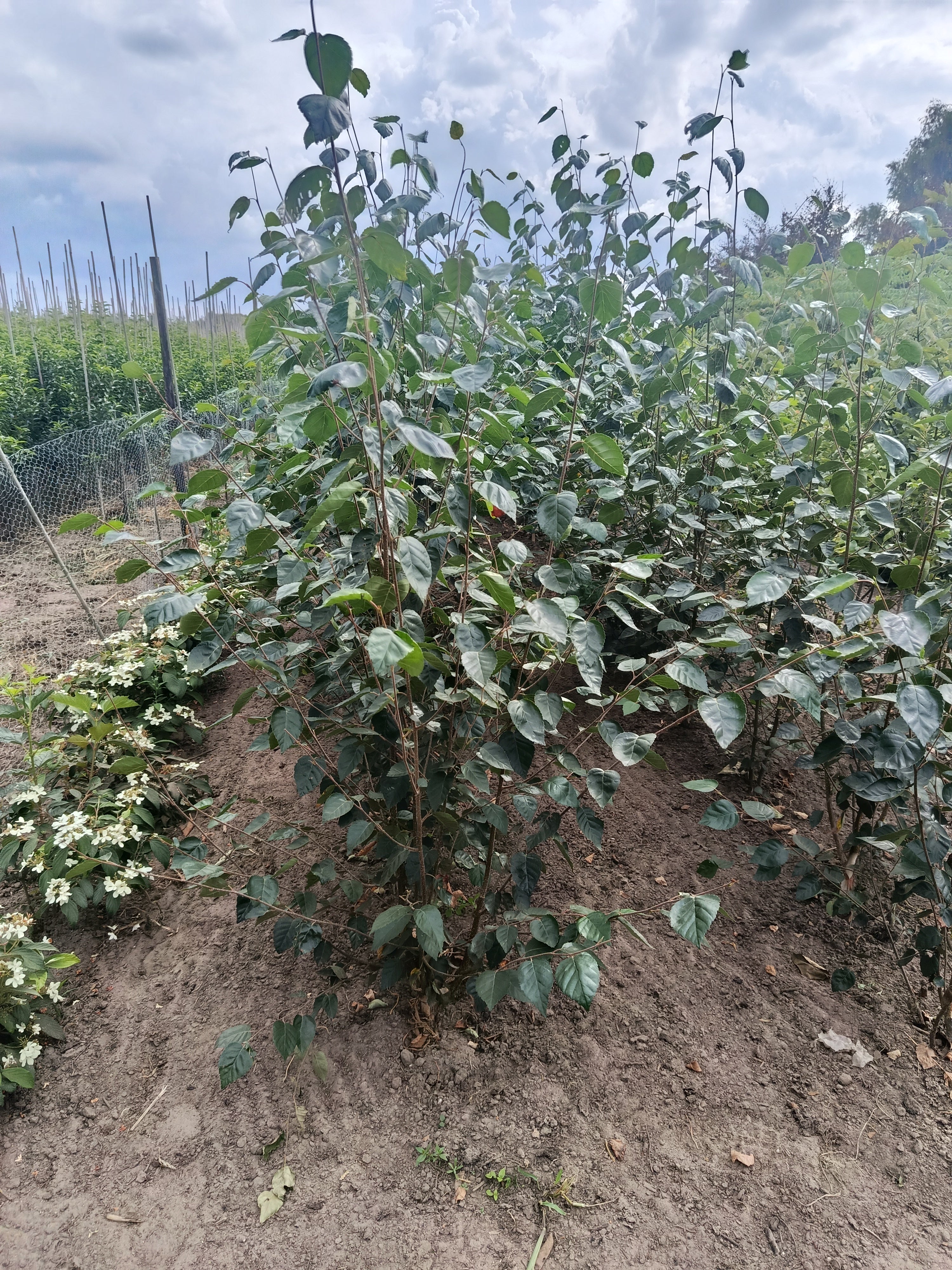 Himalayaberk / Witte berk Betula utilis var. jacquemontii (hoogstam)