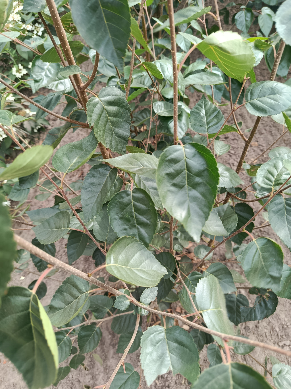 Himalayaberk / Witte berk Betula utilis var. jacquemontii (struikvorm)