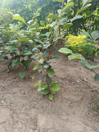 Toverhazelaar (Hamamelis)