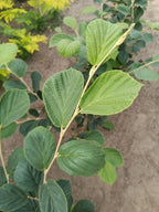 Toverhazelaar (Hamamelis)