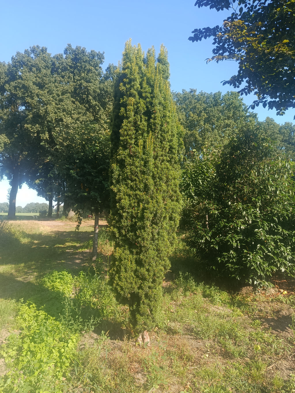 Taxus Rechtopgaand groen (Taxus baccata ‘Fastigiata)