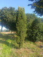 Taxus Rechtopgaand groen (Taxus baccata ‘Fastigiata)