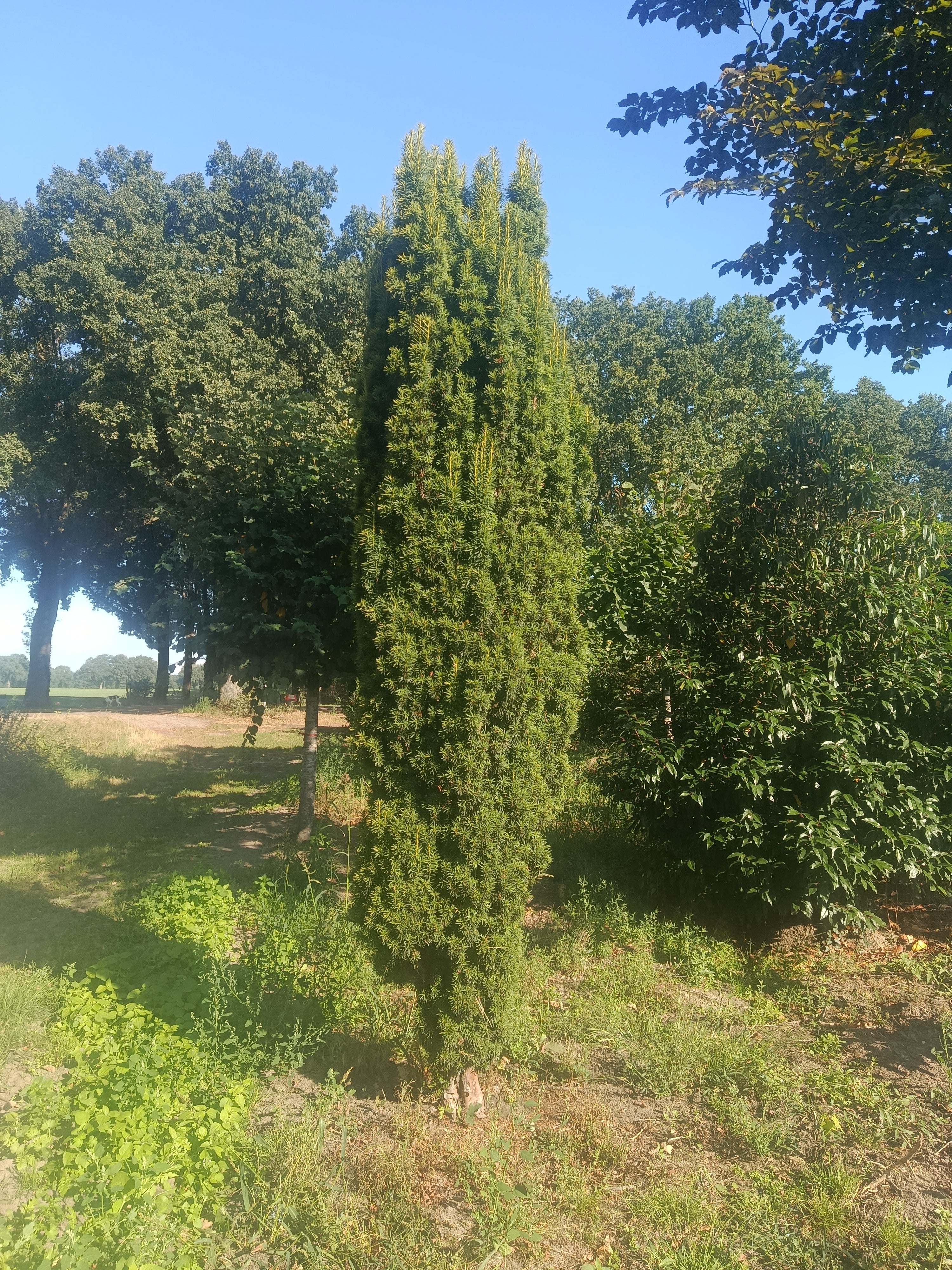 Taxus Rechtopgaand groen (Taxus baccata ‘Fastigiata)