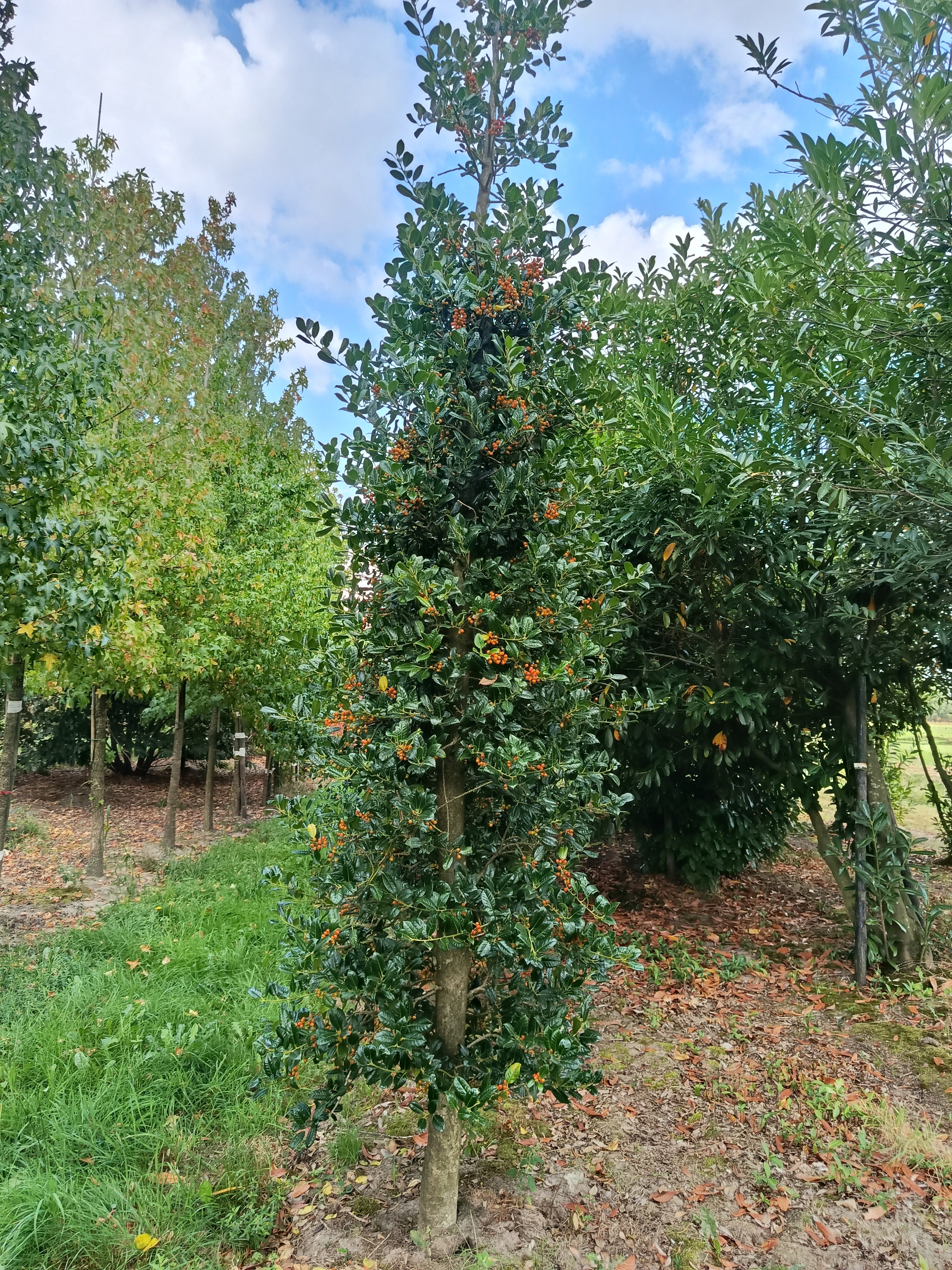Hulst  (Ilex aquifolium)
