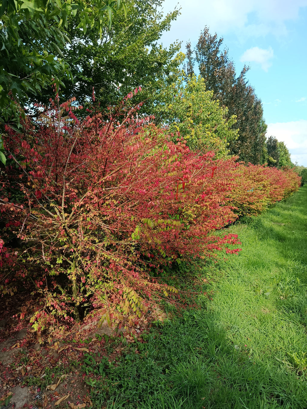 Kardinaalmuts (Euonymus alata compacta)