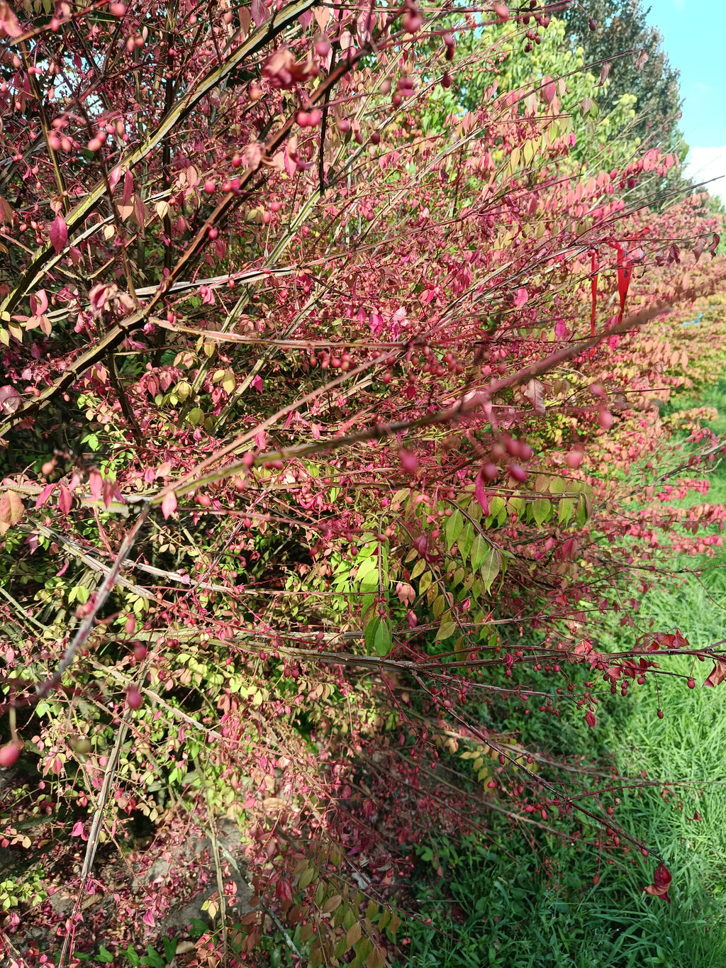 Kardinaalmuts (Euonymus alata compacta)