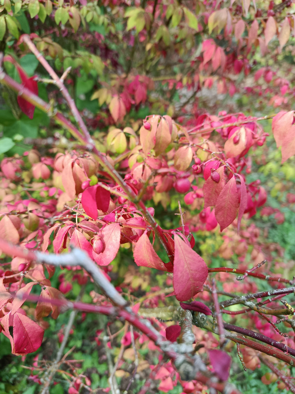 Kardinaalmuts (Euonymus alata compacta)