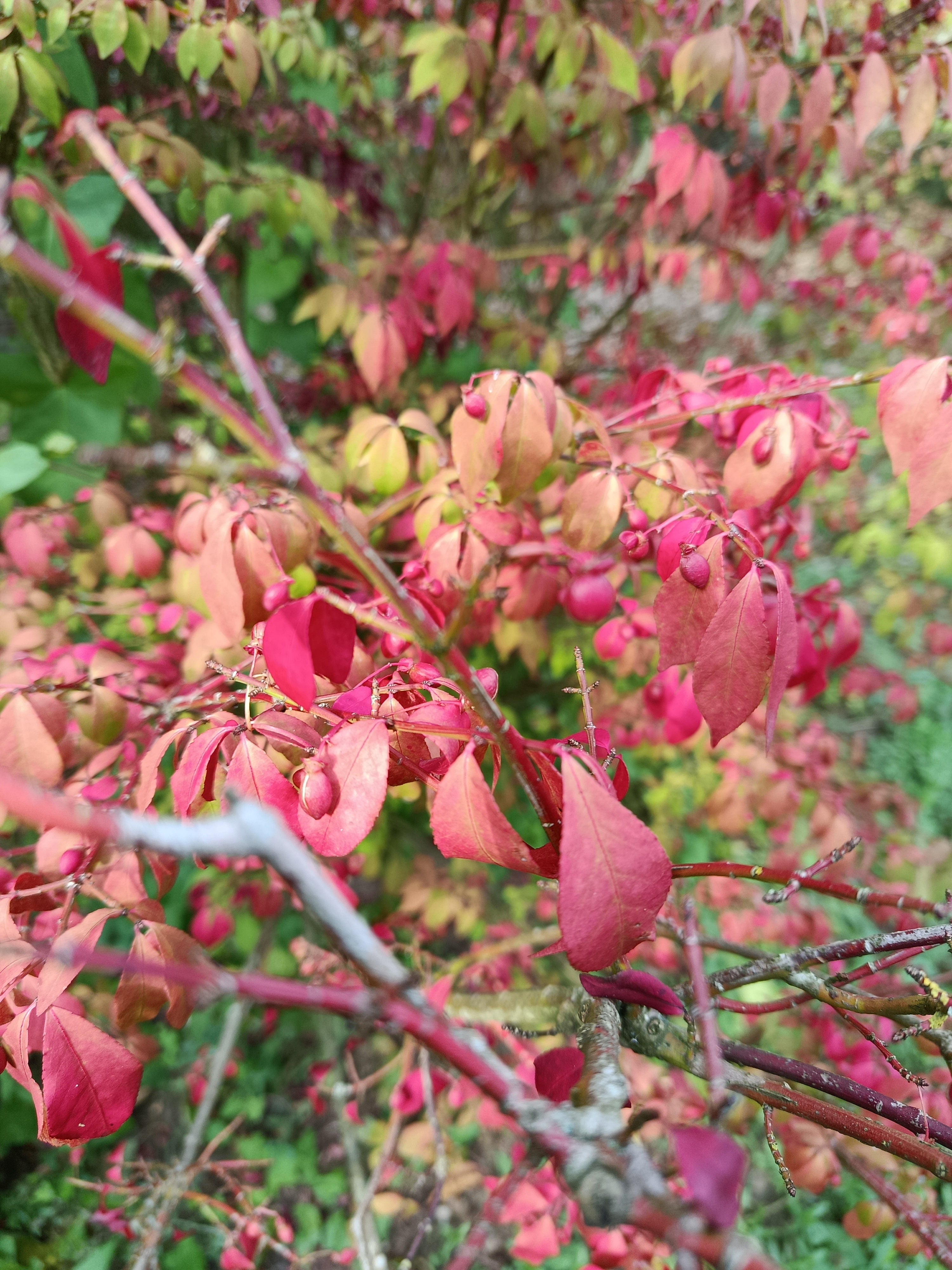 Kardinaalmuts (Euonymus alata compacta)