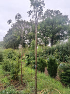 witte lijsterbes (Sorbus aria ‘Lutescens)