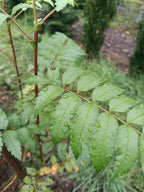 witte lijsterbes (Sorbus aria ‘Lutescens)