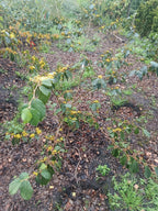 Toverhazelaar (Hamamelis)