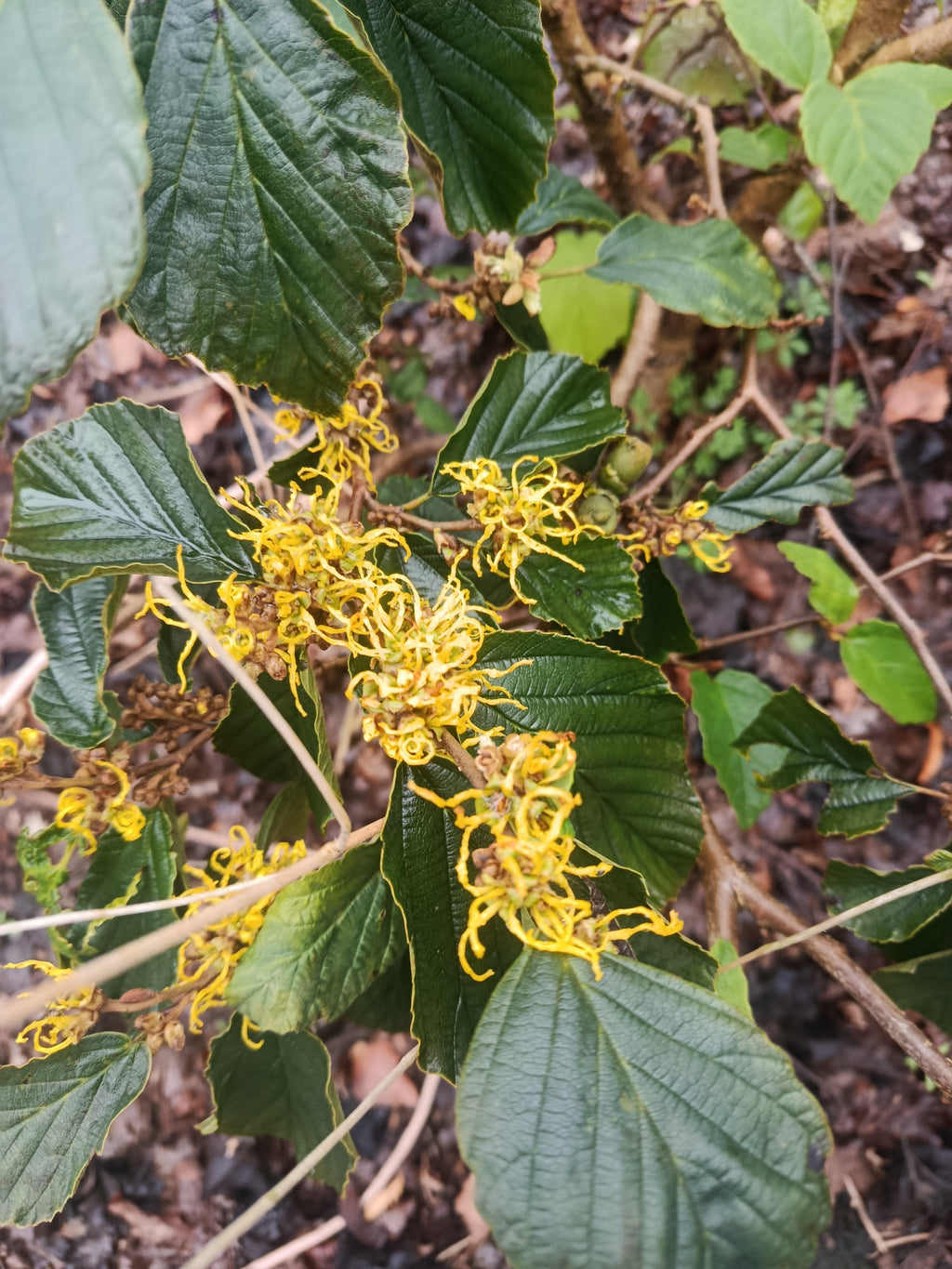 Toverhazelaar (Hamamelis)
