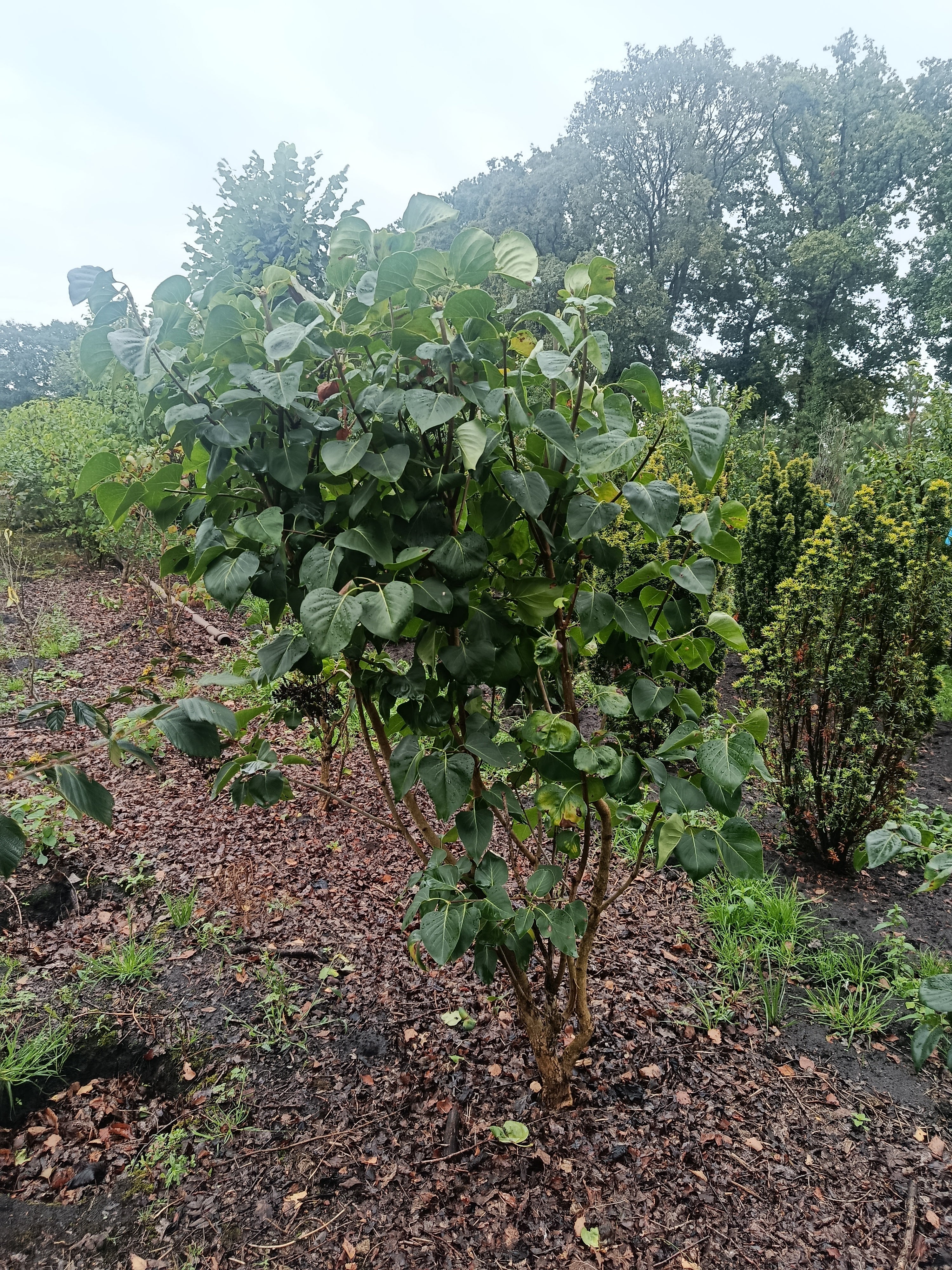 Sering wit (Syringa vulgaris)