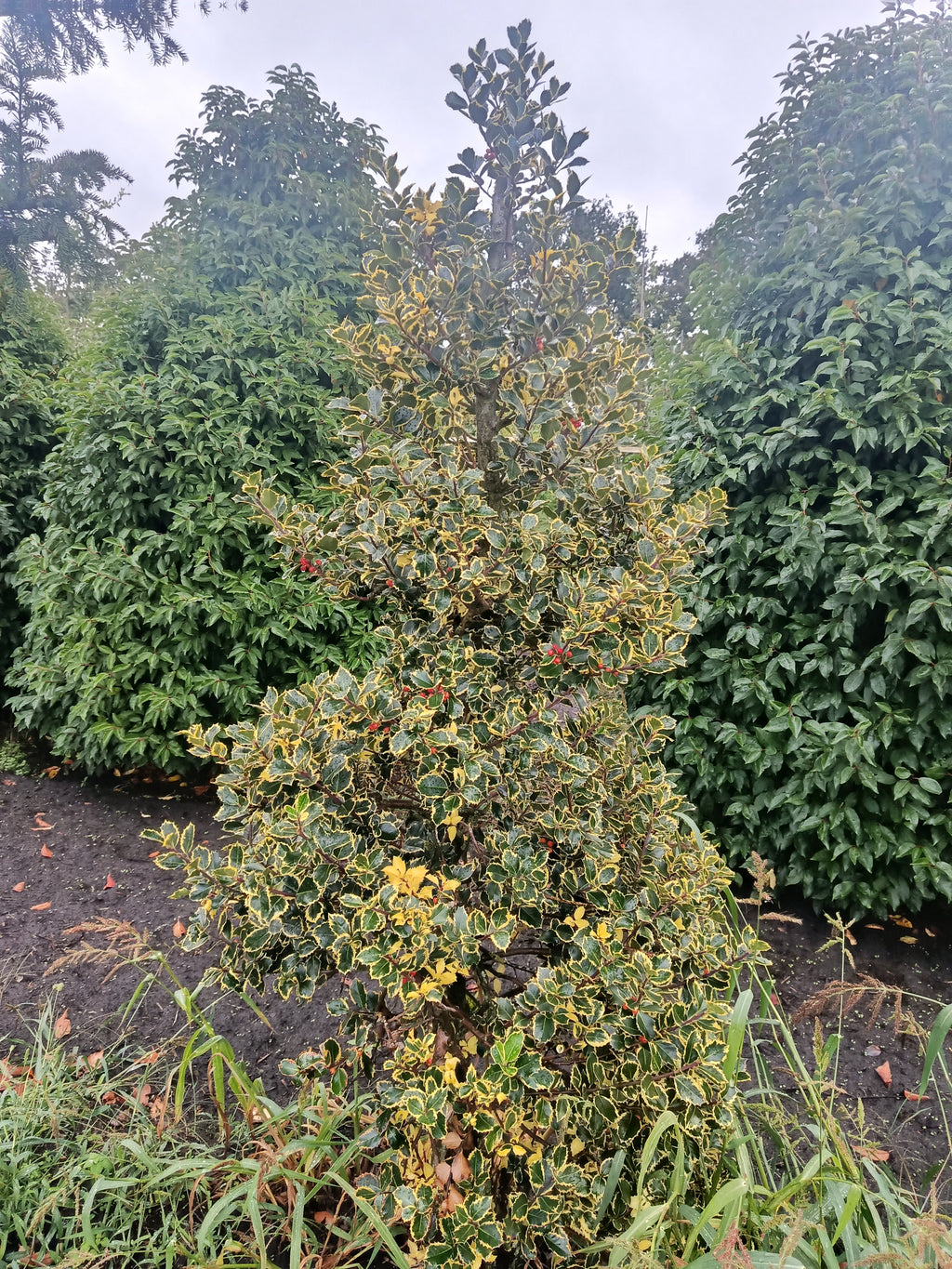 Hulst geel/bont (Ilex aquifolium)