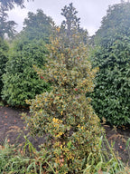 Hulst geel/bont (Ilex aquifolium)