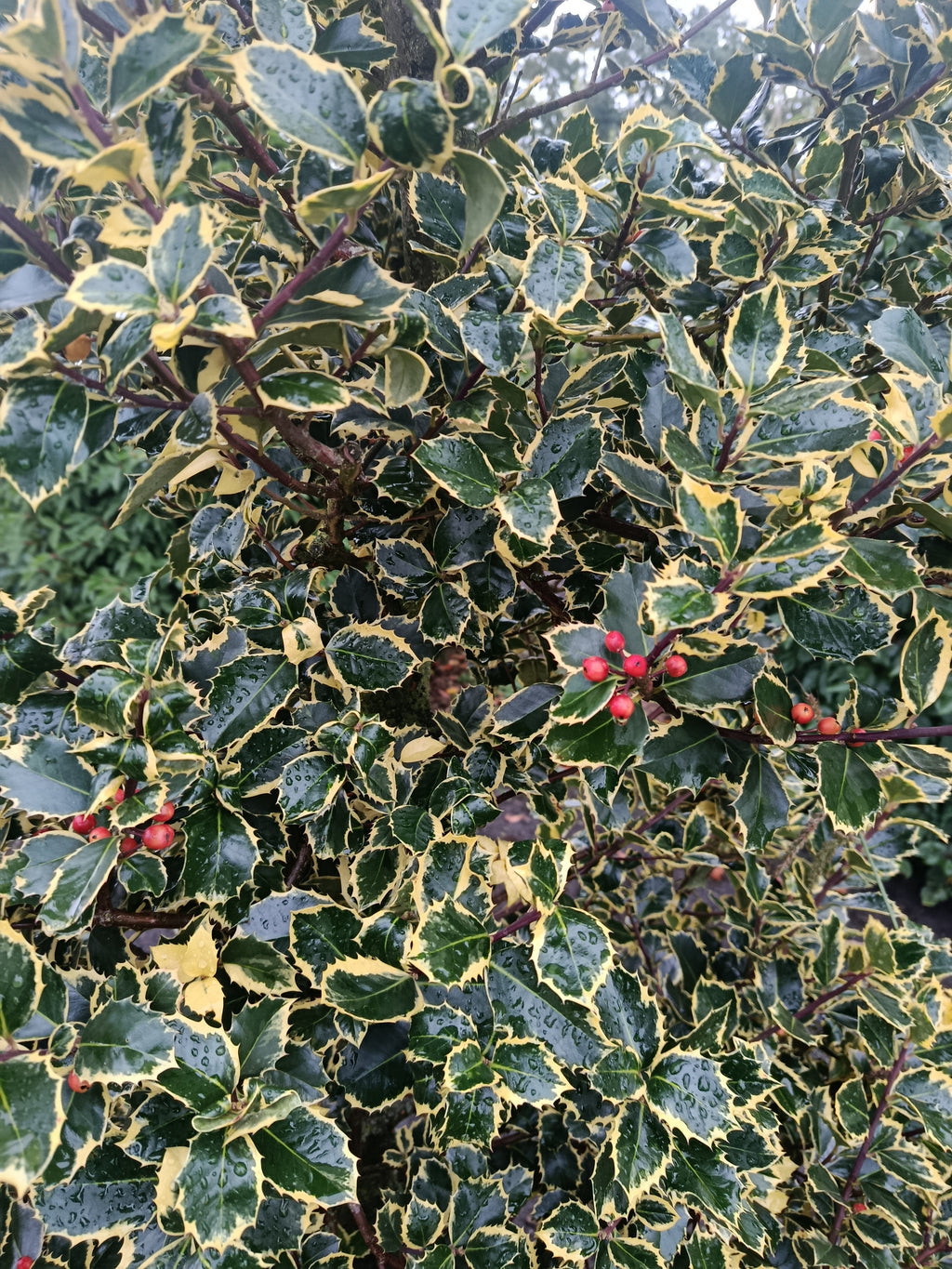 Hulst geel/bont (Ilex aquifolium)