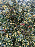 Hulst geel/bont (Ilex aquifolium)