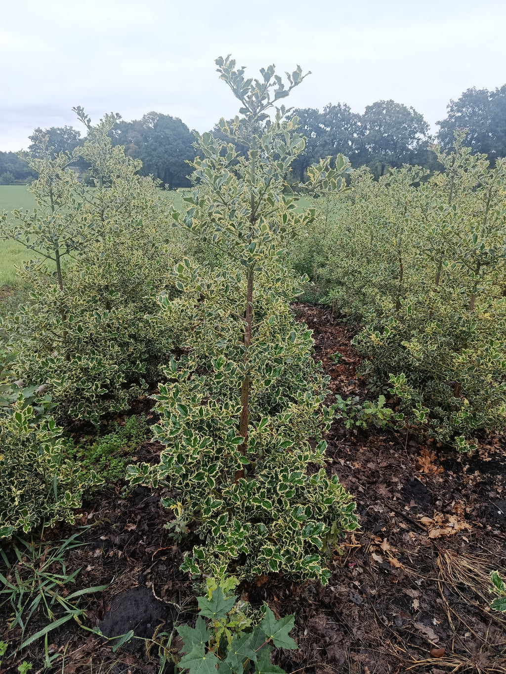 Hulst geel/bont (Ilex aquifolium)