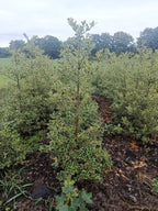 Hulst geel/bont (Ilex aquifolium)