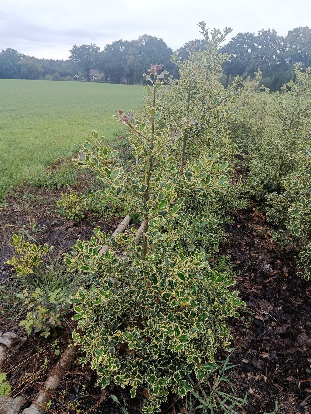 Hulst geel/bont (Ilex aquifolium)