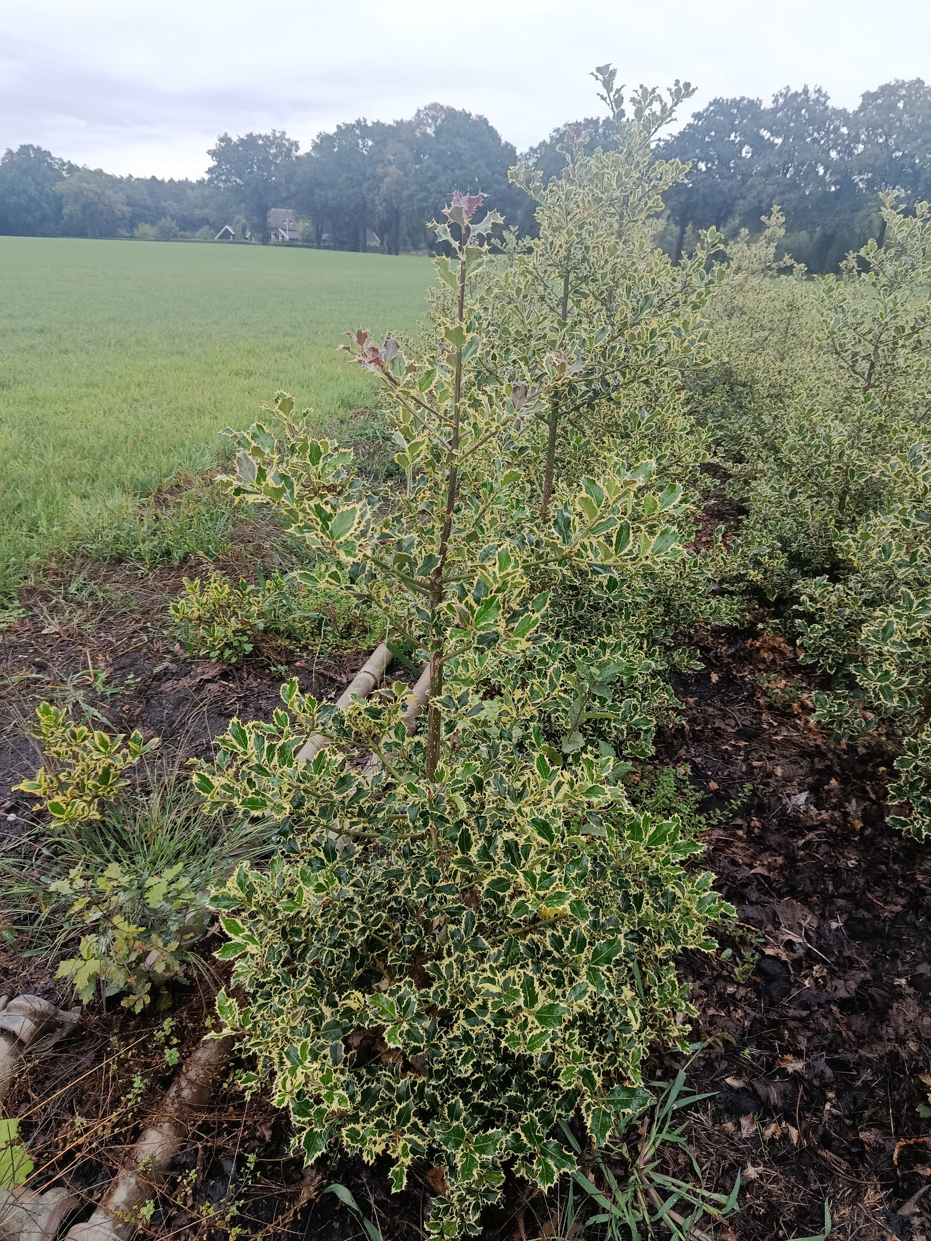 Hulst geel/bont (Ilex aquifolium)